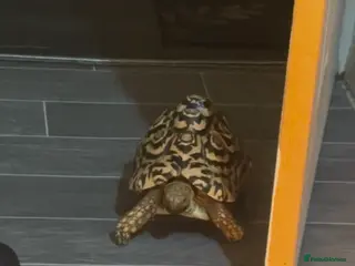Tortoise reptiles Leopard tortoise in Barking - Advert 3
