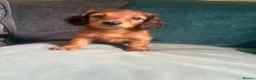 Miniature Dachshund dogs for sale: Long haired miniature dachshunds - Advert 27
