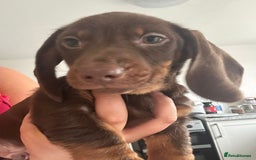 Dachshund dogs for sale: Dachshund Puppies - Image 4