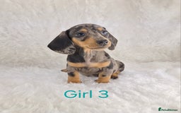 Miniature Dachshund dogs for sale: Beautiful Miniature Dachshund Puppies  - Image 11