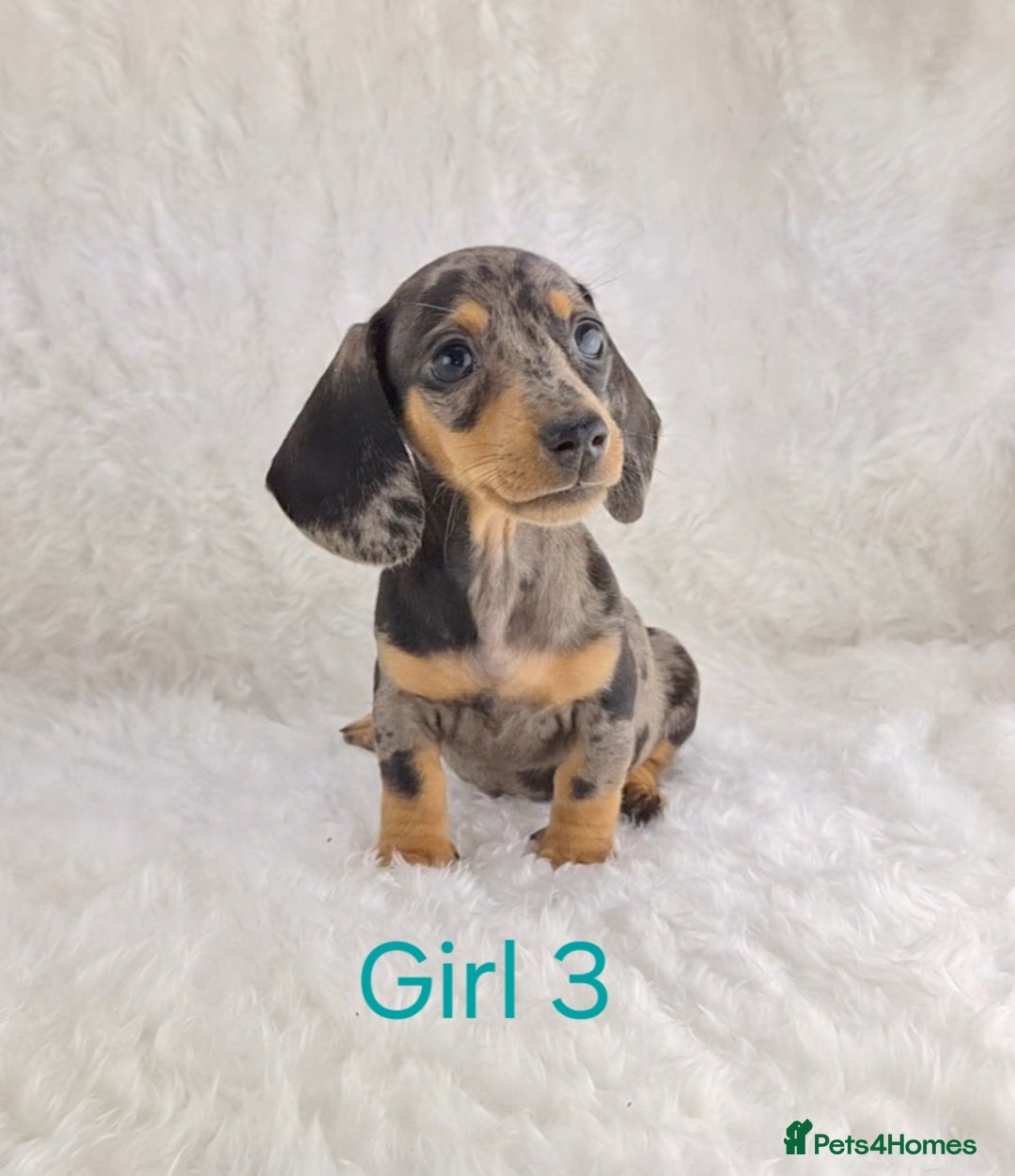 Miniature Dachshund dogs for sale: Beautiful Miniature Dachshund Puppies  - Image 11