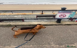 Dachshund dogs for sale: Dachshund Pups need new home - Image 1