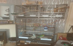 Budgerigars birds for sale: Semi tame female kakariki and 4 show budgies - Image 6