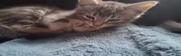 Mixed Breed cats for sale: ⭐️🐈SUPERB BENGAL X RUSSIAN BLUE 🐈⭐️ in Hatfield - Advert 20
