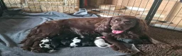 Sprocker dogs for sale: Sprocker spaniel girls  - Advert 1