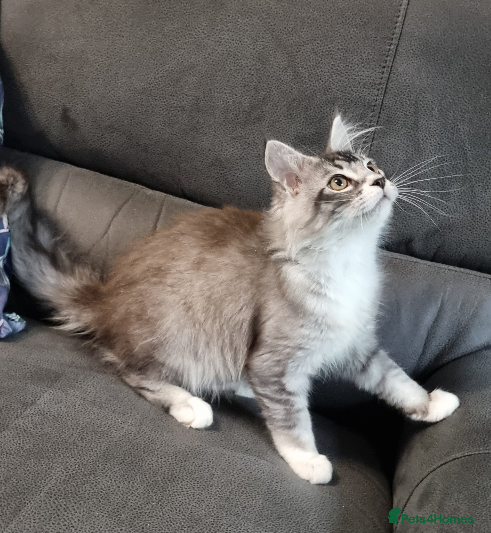 Maine Coon cats GCCF registered pedigree Maine Coon Kittens  - Advert 2