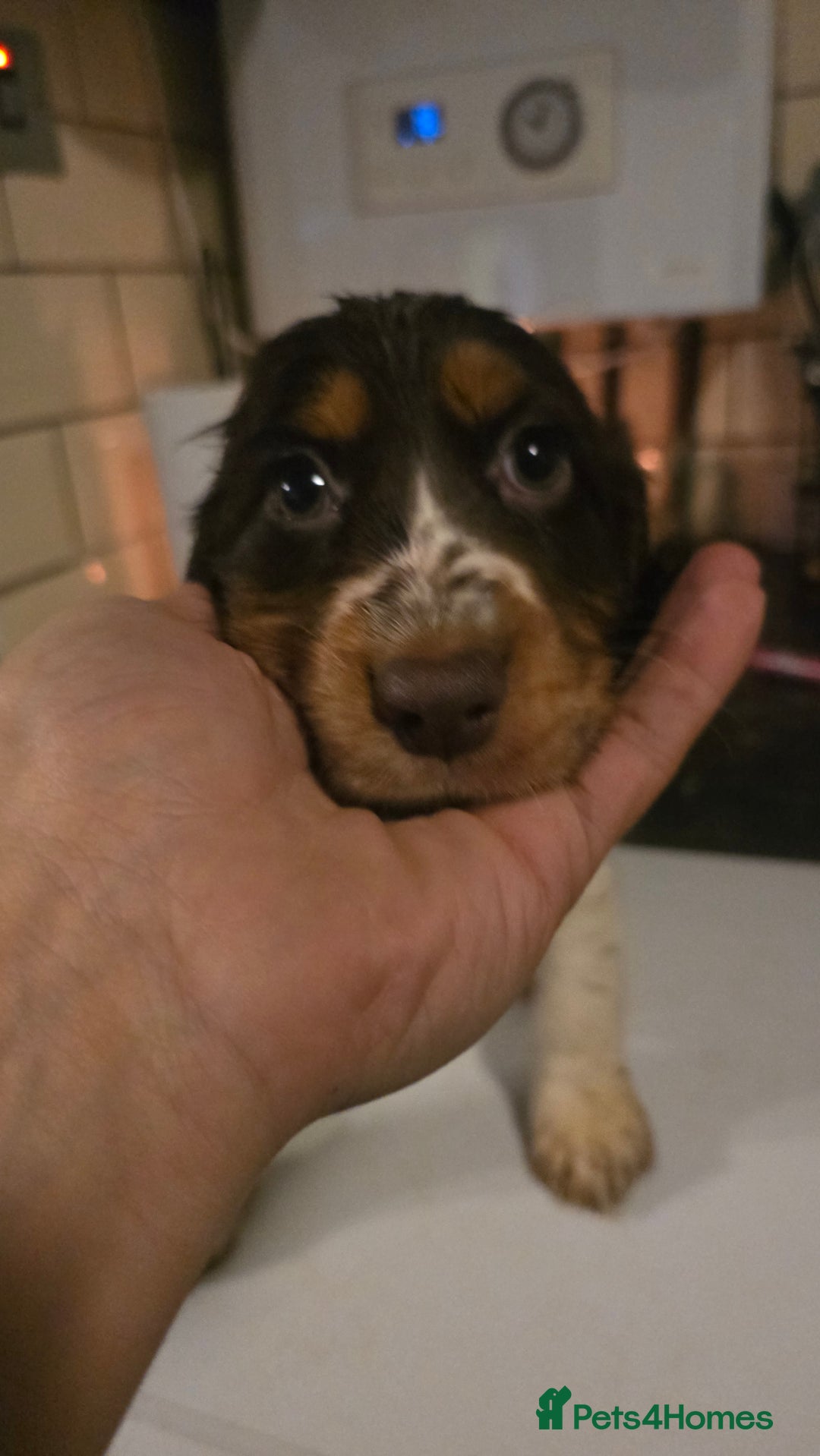 Cocker Spaniel dogs for sale: Chocolate Roan & Tan Cocker Spaniel Puppies - Advert 25