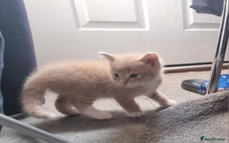 Mixed Breed cats for sale: Ginger kitten male left  - Image 9