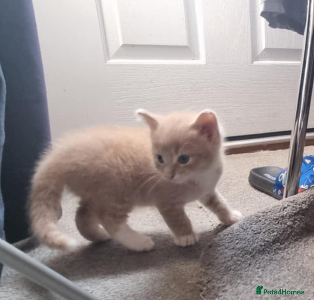 Mixed Breed cats for sale: Ginger kitten male left  - Image 9