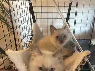 Ragdoll cats Ragdoll kittens 1 MALE LEFT - Advert 21