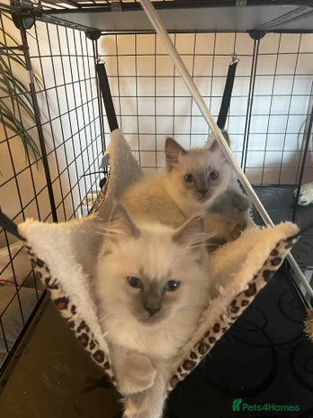 Ragdoll cats Ragdoll kittens 1 MALE LEFT - Advert 16