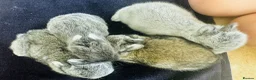 Netherland Dwarf rabbits for sale: *Quality* netherland dwarf bunnies  - Advert 5