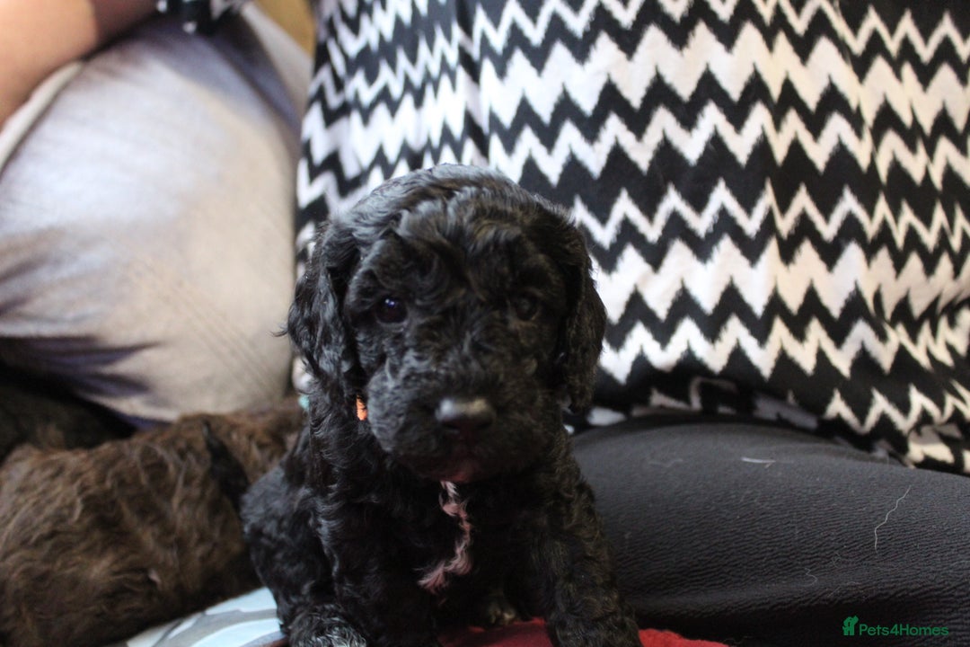 Cockapoo dogs for sale: Cockapoo puppies. - Advert 5