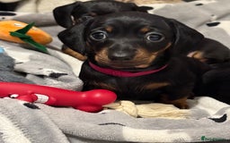 Miniature Dachshund dogs for sale: ✨ READY NOW  KC MINIATURE DACHSHUND PRA CLEAR   - Advert 25