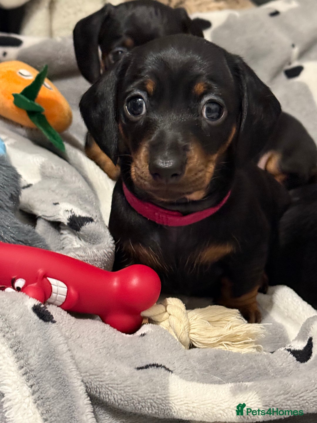 Miniature Dachshund dogs for sale: ✨ READY NOW  KC MINIATURE DACHSHUND PRA CLEAR   - Advert 25