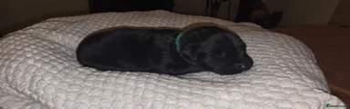 Labradoodle 6