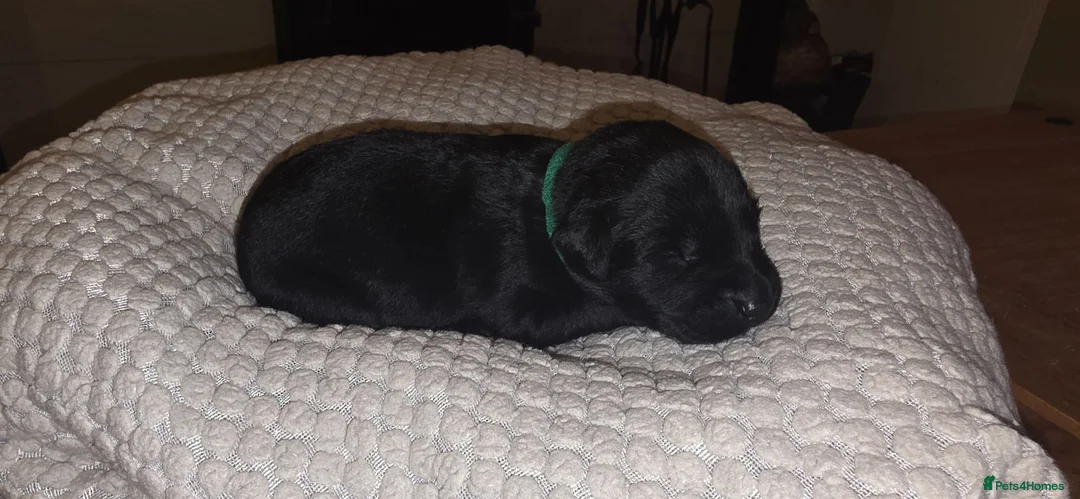 Labradoodle dogs for sale: F1B Labradoodle  - Advert 38