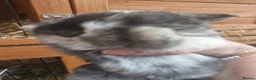 Mixed Breed rabbits for sale: Clarances kits - Advert 3