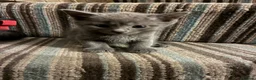 Mixed Breed cats for sale: Grey Kittens - Advert 2