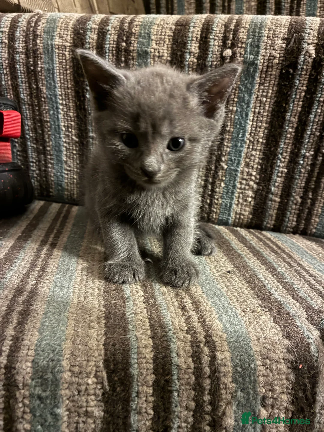 Mixed Breed cats for sale: Grey Kittens - Advert 2