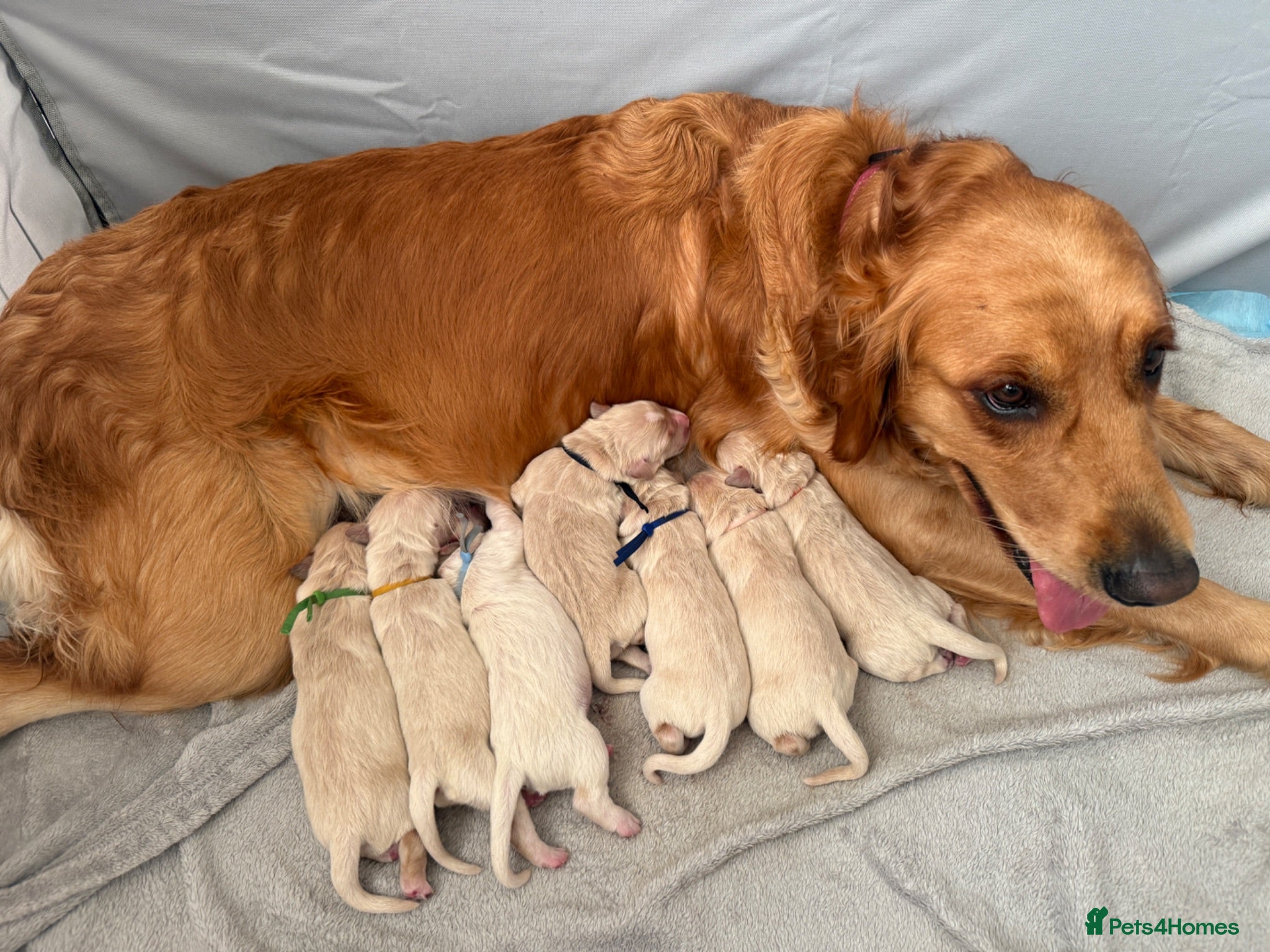 Golden Retriever dogs KC registered golden retriever puppies - Advert 1