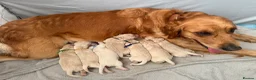 Golden Retriever dogs for sale: KC registered golden retriever puppies - Advert 1