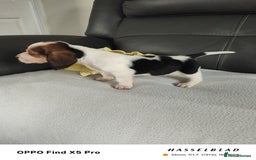 Basset Hound dogs for sale: Bassett Hound Puppies for Sale - Image 16