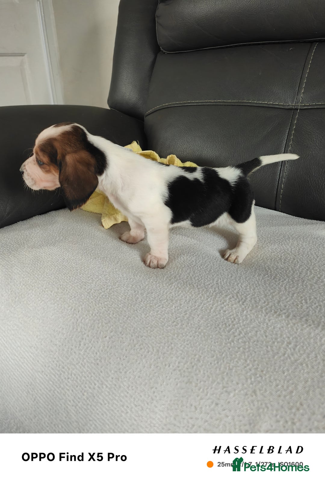 Basset Hound dogs for sale: Bassett Hound Puppies for Sale - Image 16