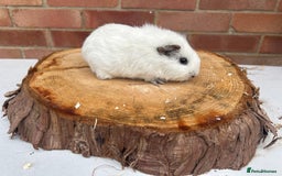 Guinea Pig rodents for sale: Female Guinea Pigs  - Image 14