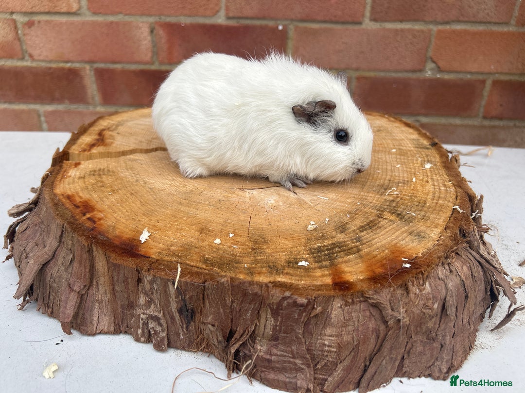 Guinea Pig rodents for sale: Female Guinea Pigs  - Image 14