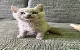 British Shorthair cats for sale: Beautiful British Shorthair kittens - Image 12
