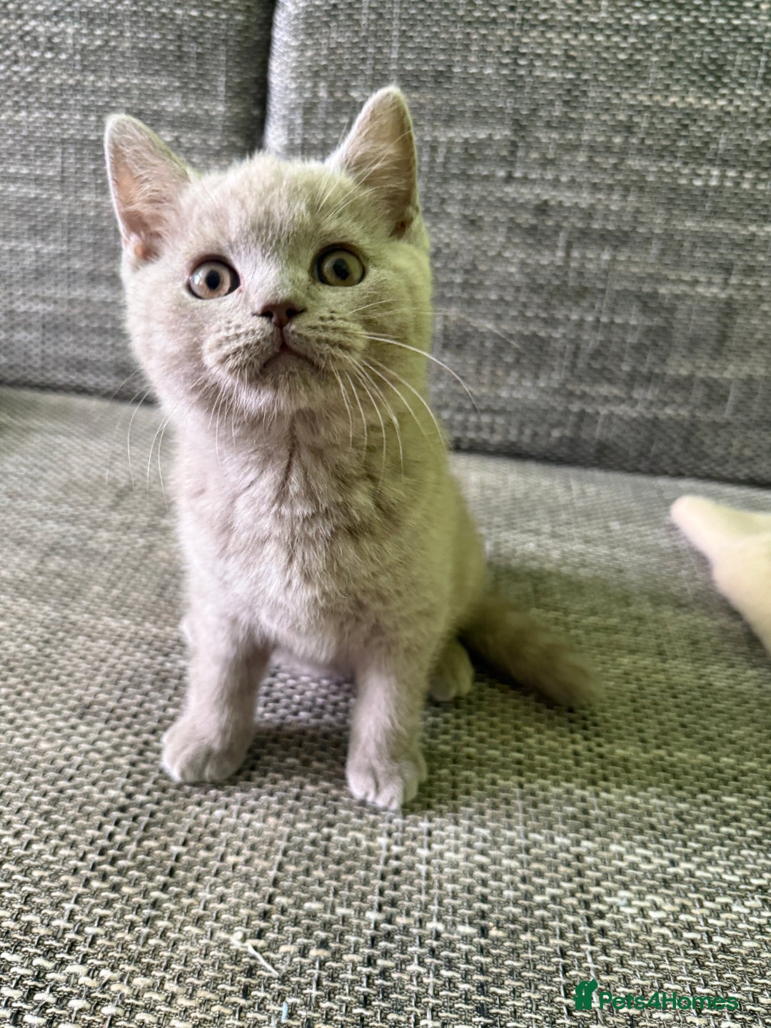 British Shorthair cats for sale: Beautiful British Shorthair kittens - Image 12