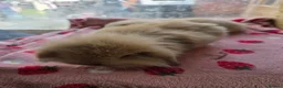 Mini Lion Lop rabbits for sale: True type Teddy lion lops ready to leave 21st Aug - Advert 4