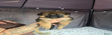 German Shepherd 6