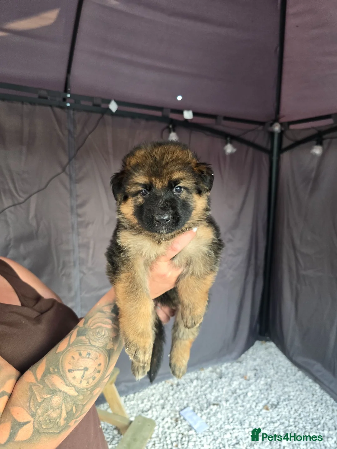 German Shepherd dogs for sale: German shepherd  - Advert 29
