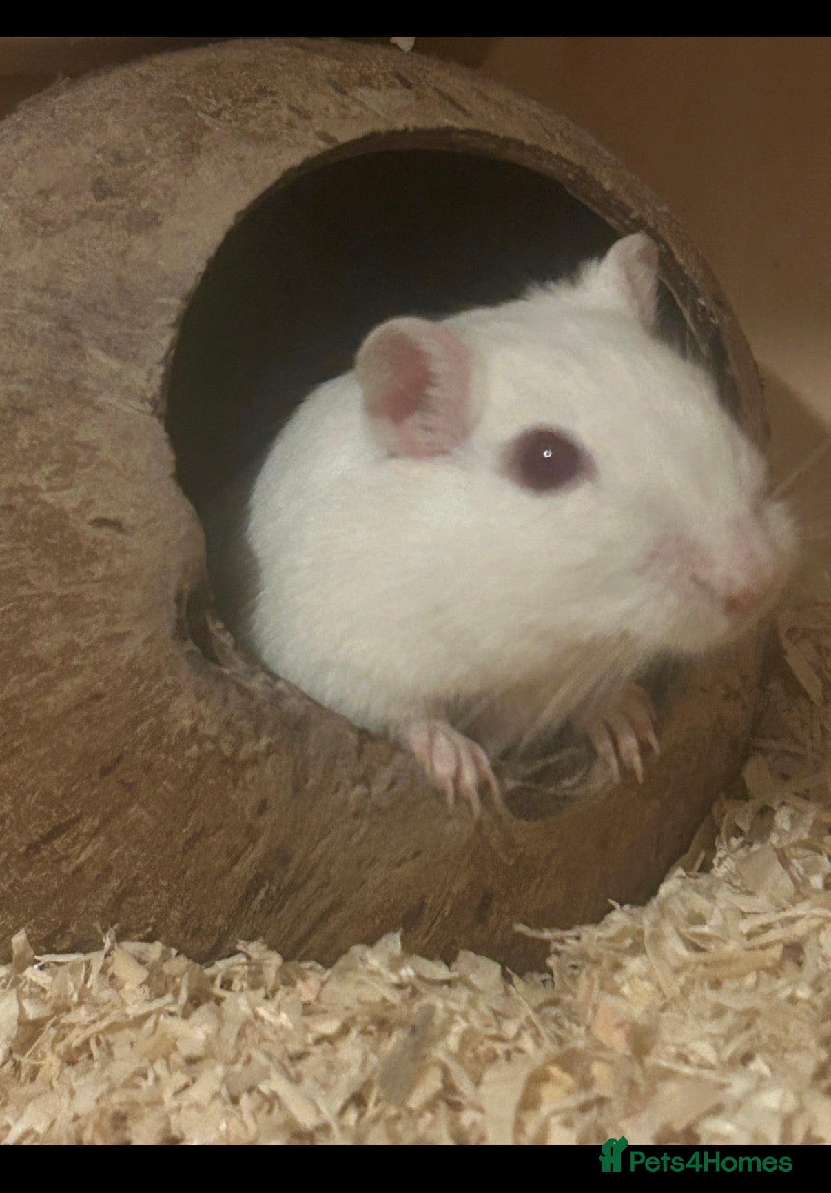 Gerbil rodents 2 Male gerbils  - Advert 6