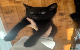 Mixed Breed cats for sale: Kittens ready to leave now - Advert 6
