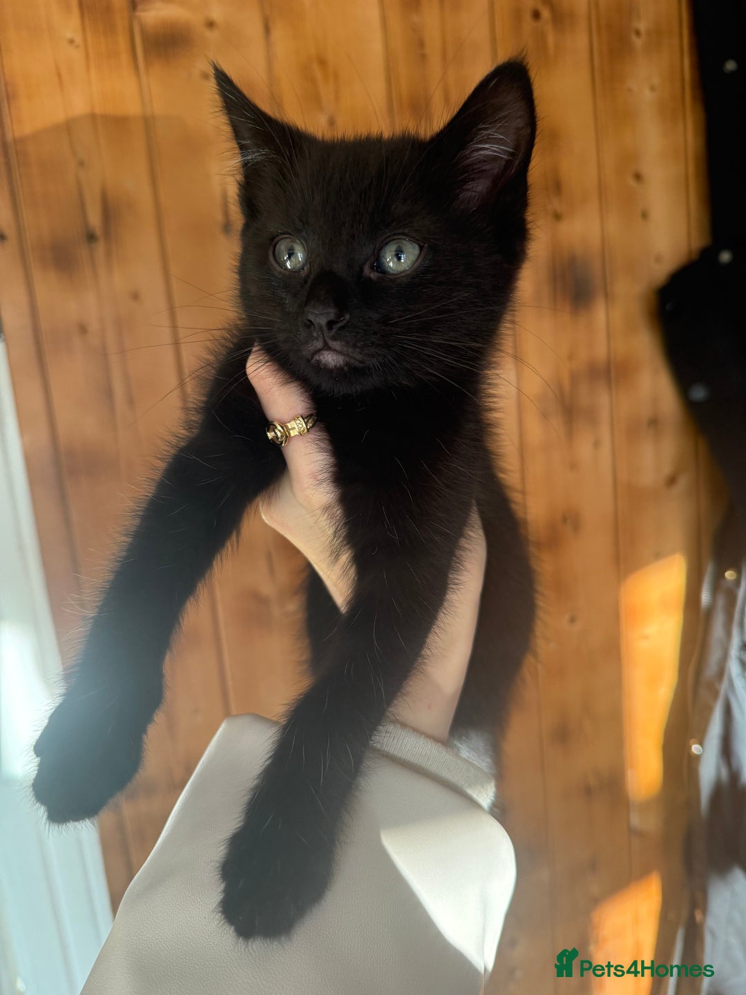 Mixed Breed cats for sale: Kittens ready to leave now - Advert 6