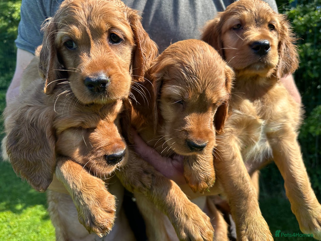 Irish Setter dogs for sale: Rare Golden Irish litter - Image 22