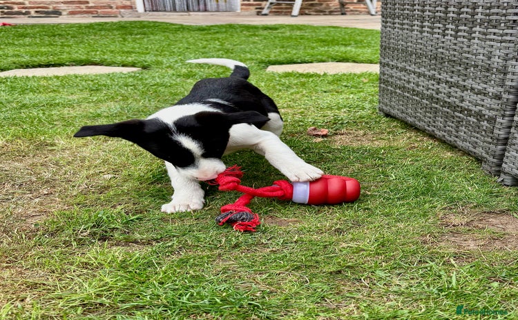 Border Collie dogs - Advert 12