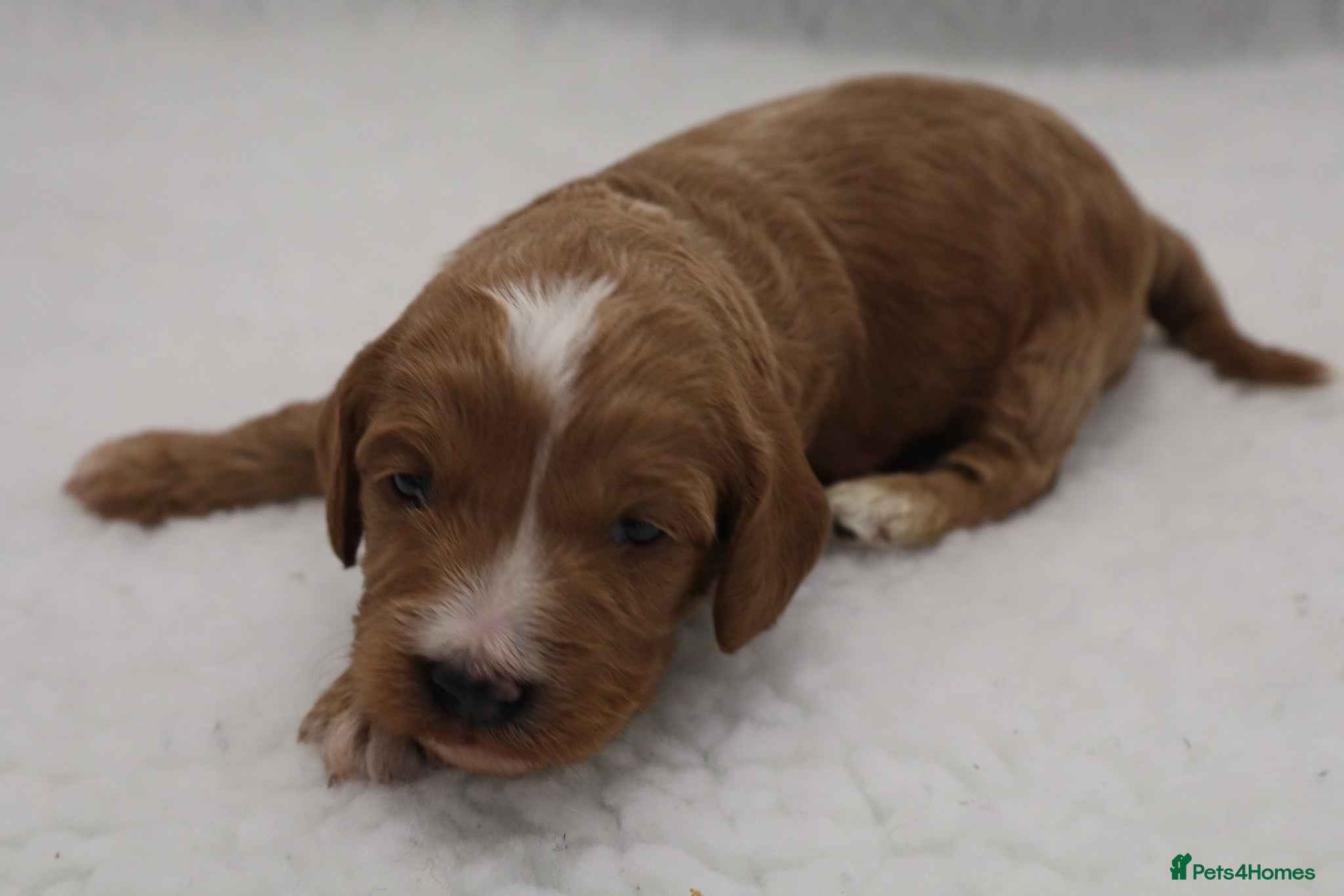 Cockapoo dogs WATCH LIVE! ELITE COCKAPOOS 5* LICENSED BREEDER  - Advert 1