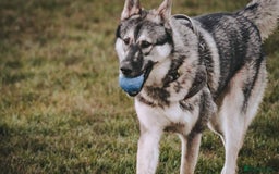 Shepsky dogs for stud: Husky/German Shepherd mix in Mitcham - Image 1
