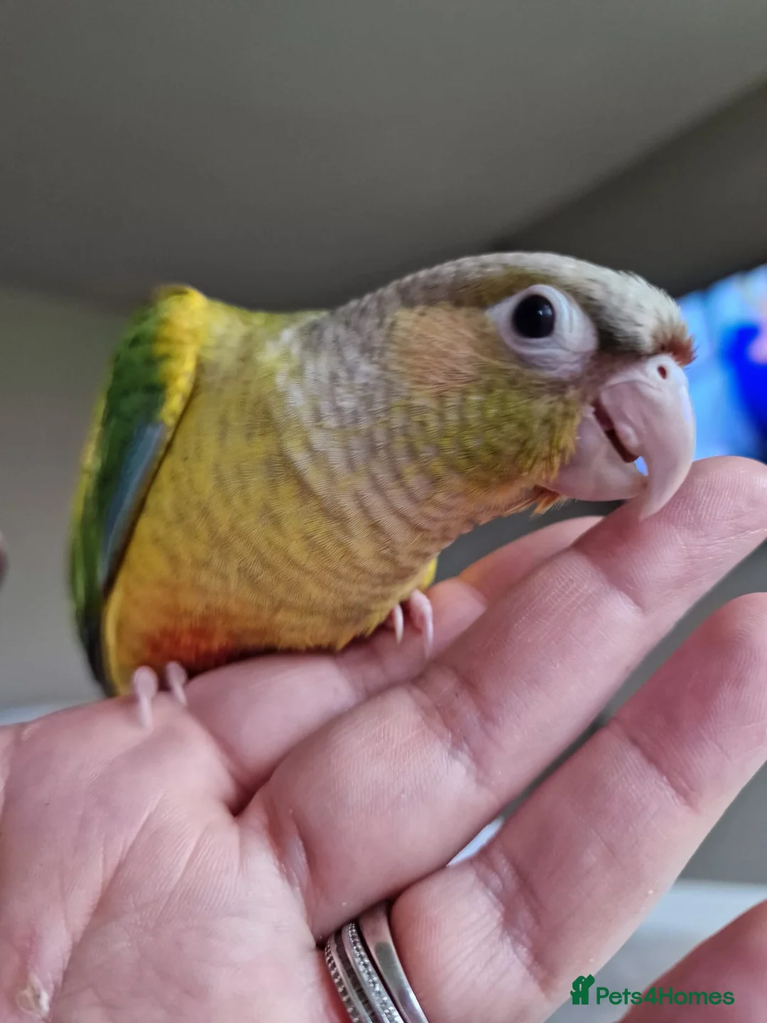 Conures birds for sale: Conure  in Newcastle upon Tyne - Advert 5