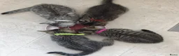 British Shorthair cats for sale: 🐾 Exceptional GCCF British Shorthair Kittens 🐾 - Advert 6