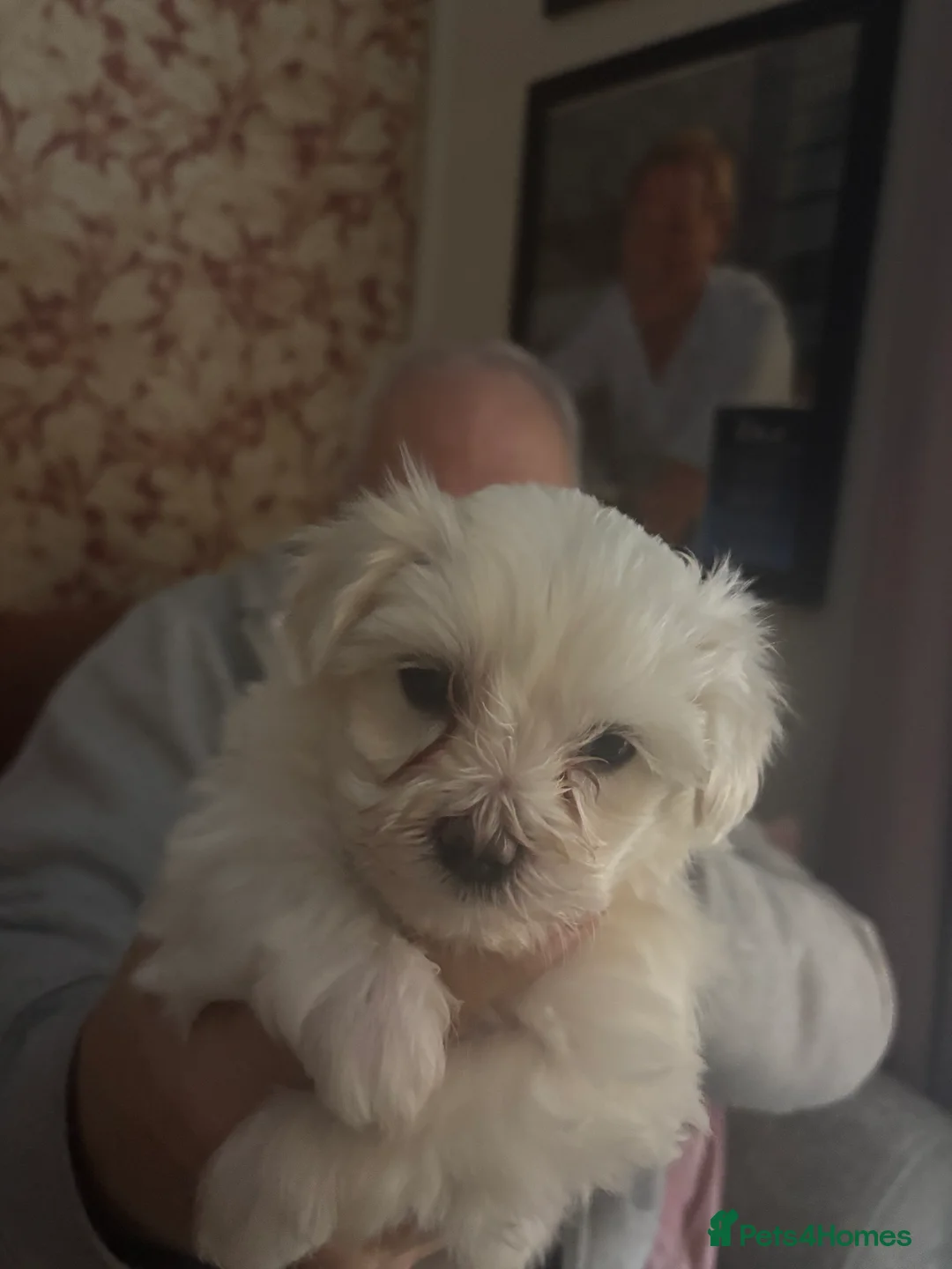 Maltese dogs for sale: Maltese babies - Advert 40