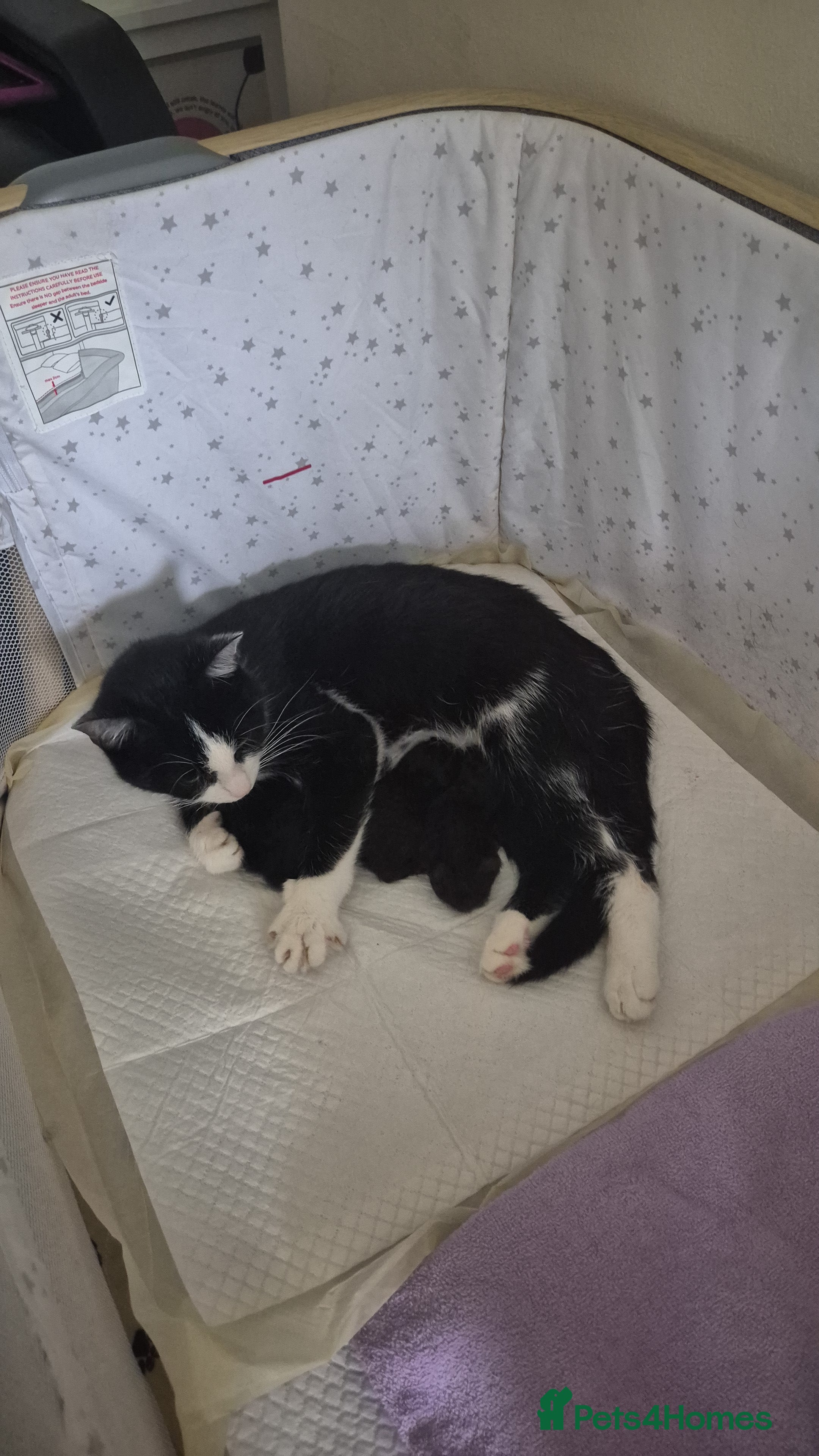 British Longhair cats Beautiful male kitten for sale - Advert 2