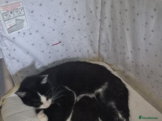 British Longhair cats Beautiful male kitten for sale - Advert 16