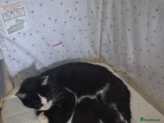 British Longhair cats Beautiful male kitten for sale - Advert 1