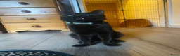 Domestic Shorthair cats for sale: 10 month old black boy cat  in Birmingham - Advert 5