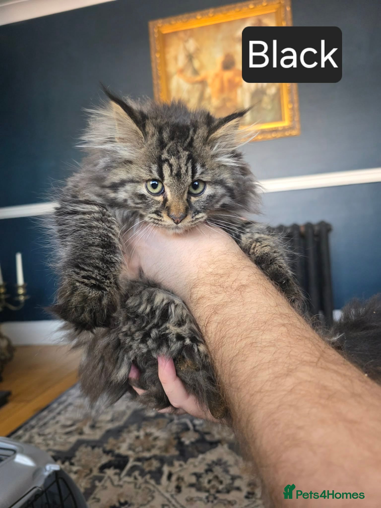 Mixed Breed cats Fluffy longhair kittens ready now - Advert 1